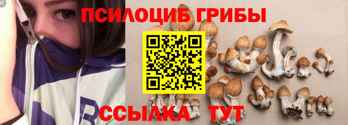 Галлюциногенные грибы Psilocybe  Беслан 